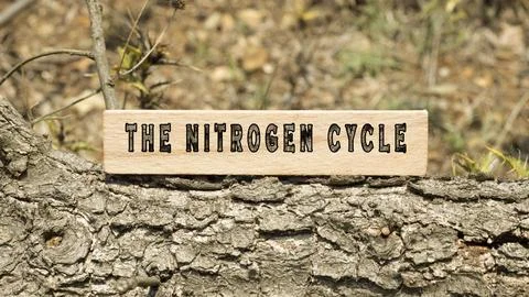 The word for the nitrogen cycle. Background log written on wooden frame. Natu Foto stock