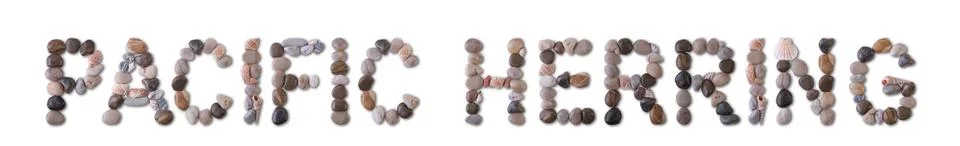 The word "PACIFIC HERRING" is lined with shells and stones of different shape Stock Photos