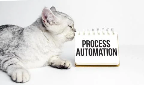 Word process automation on notepad and grey cat Foto stock