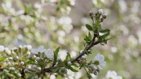 Word spring appearing against blooming apricot tree twig Stock Footage 129295827