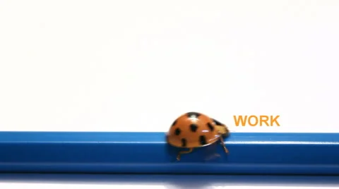 Word Work change to Holiday Stock Footage 43208597