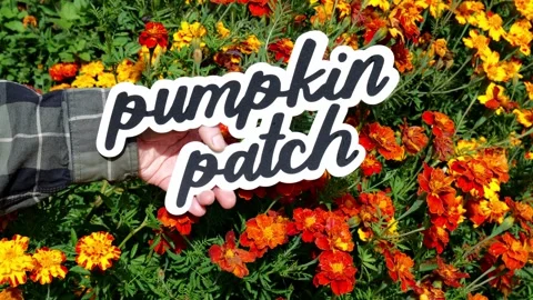 Wording Pumpkin Patch front of Orange and Red Mums in the Garden in the Autumn Stockbeeldmateriaal 322102627