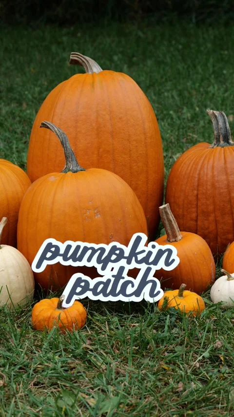 Wording Pumpkin Patch on a Pile of Pumpkins at a Pumpkin Patch Vertical 4K 動画素材 321946865