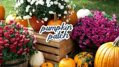 Wording Pumpkin Patch on a wood crate surrounding by pumpkins and mums 4k Stock 動画素材 321946807