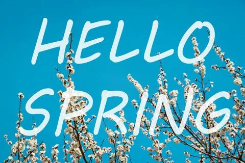 The words hello spring on the background of blooming cherry branches. Sprin.. Stock Photos