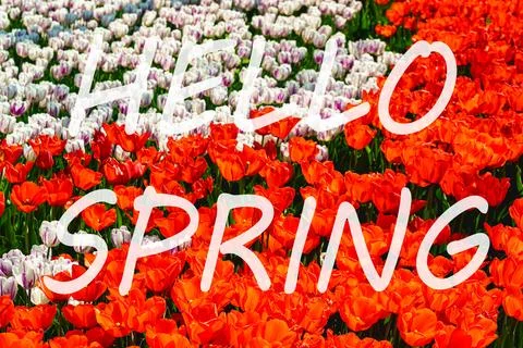 The words hello spring on the background of blooming tulips. Springtime car.. Stock Photos