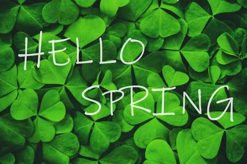 The words hello spring on the background of green clover or shamrock. Sprin.. Stock Photos