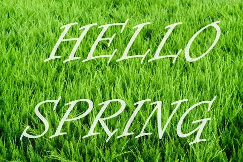 The words hello spring on the background of green juniper needles pattern. .. Stock Photos