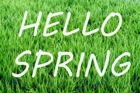 The words hello spring on the background of green juniper needles pattern. .. Stock Photos