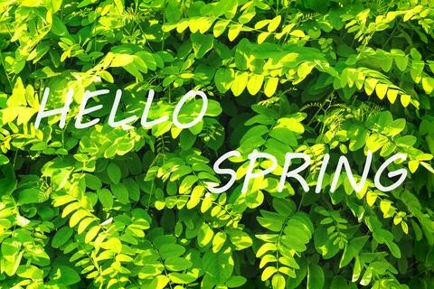 The words hello spring on the background of green leaves pattern. Springtim.. Stock Photos