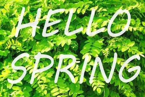 The words hello spring on the background of green leaves pattern. Springtim.. Stock Photos
