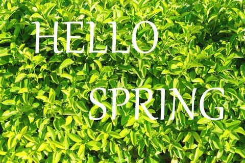 The words hello spring on the background of green leaves pattern. Springtim.. Stock Photos