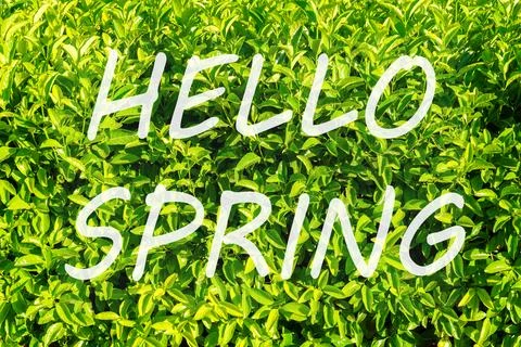The words hello spring on the background of green leaves pattern. Springtim.. Stock Photos