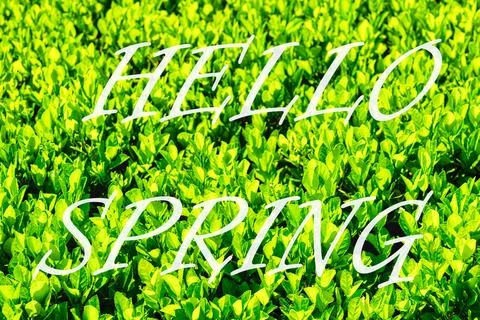 The words hello spring on the background of green leaves pattern. Springtim.. Stock Photos