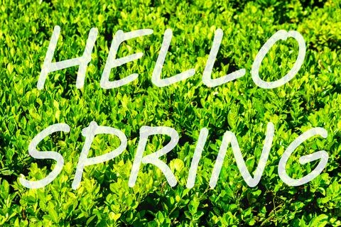 The words hello spring on the background of green leaves pattern. Springtim.. Stock Photos
