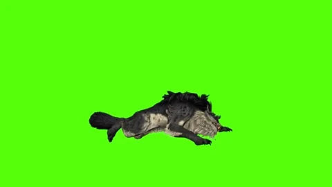 Worg Lie Down Green Screen Animation 4k Rendering Stock Footage 296209250