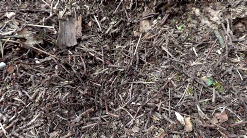 Work activity of ants in an anthill in the forest Stock Footage 237453716