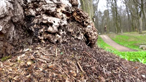 Work activity of ants in an anthill in the forest Stock Footage 237454385
