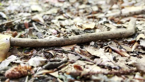 The work and life of ants in an anthill 動画素材 337569674