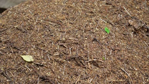 Work and life of forest ants in an anthill. Forest reserve forest. Walking in Stock Footage 223579751