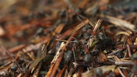 Work and life of forest ants in an anthill. The anthill is teeming with ants Stock Footage 245757135