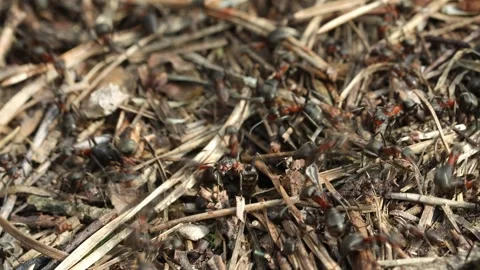 Work and life of forest ants in an anthill. The anthill is teeming with ants Stock Footage 270011095