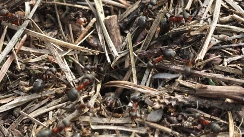 Work and life of forest ants in an anthill. The anthill is teeming with ants Stock Footage 270011234