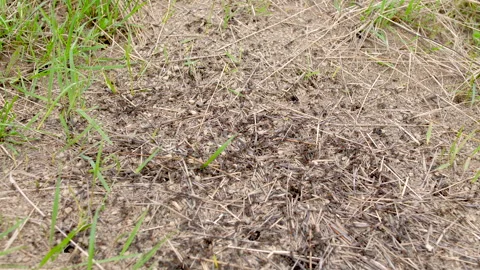 Work and life of forest ants in an anthill. Black ants colony on the ground Stock Footage 282337701