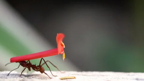 Work Ants Detail Vídeos de archivo 72476156