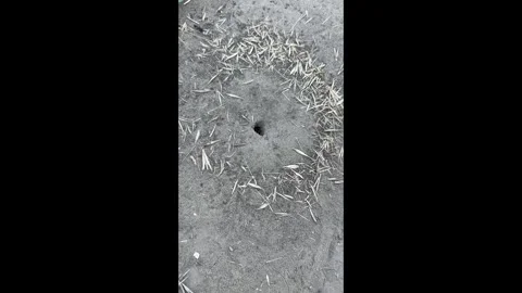 The work of ants Stock Footage 279297883