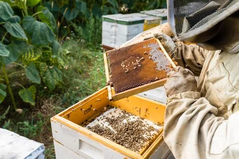 Work in the apiary. Beekeeper taking out a wooden honeycomb frame from a hive Stock Photos