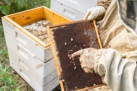 Work in the apiary. Beekeeper taking out a wooden honeycomb frame from a hive Stock Photos