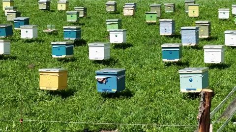 Work at the apiary, moments of working in the mountains with honey. Vídeo Stock 315866451