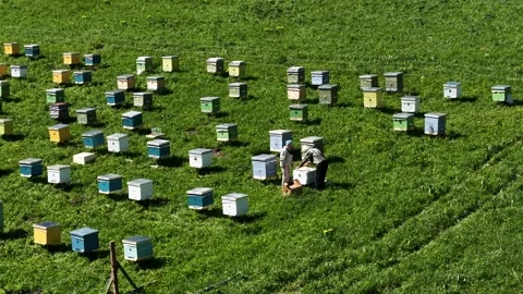 Work at the apiary, moments of working in the mountains with honey. Stock Footage 315866812