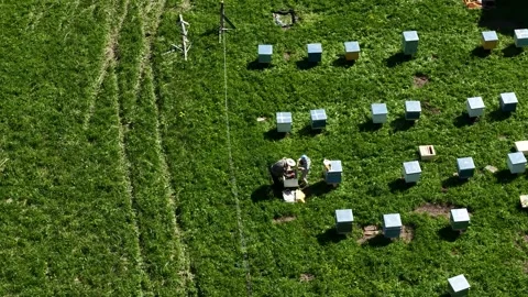 Work at the apiary, moments of working in the mountains with honey. Stock Footage 315866824