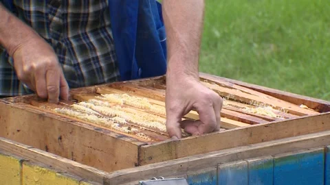 The work of a beekeeper. Honeycombs with honey Video stock 169226130