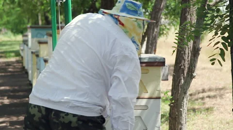 The work of the beekeeper. Rearrange the hive on an apiary Stock Footage 64739651