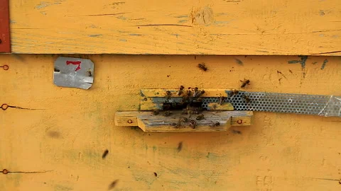 The work of bees in the apiary closeup. Entrance to the hive. Stock Footage 150102658