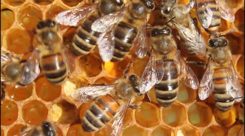 Work of bees in hive 5416 Stock Footage