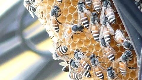 Work bees in hive. Bees convert nectar into honey and cover it in honeycombs. 스톡 동영상 87394072
