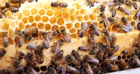 Work bees in hive. Bees convert nectar into honey and cover it in honeycombs. Stock Footage 107537482