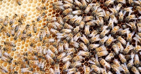 Work bees in hive. Bees convert nectar into honey and cover it in honeycombs. Stock Footage 107708168