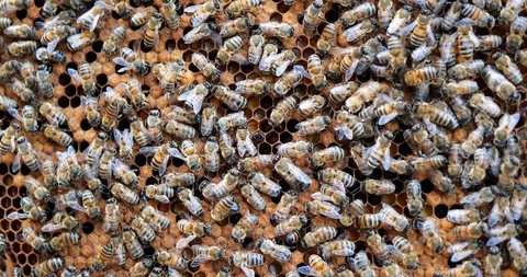 Work bees in hive. Bees convert nectar into honey and cover it in honeycombs. Stock Footage 107989387
