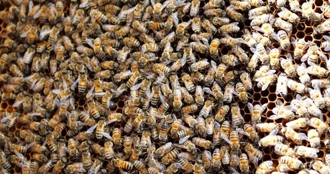 Work bees in hive. Bees convert nectar into honey and cover it in honeycombs. Stock Footage 107989724