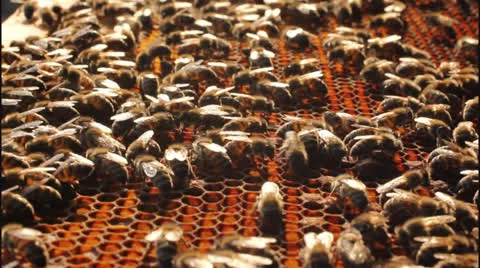 Work bees in hive Stock Footage 23620312