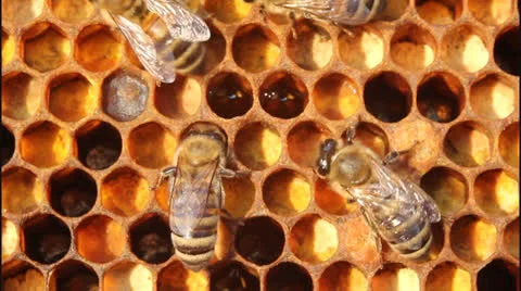 Work bees in hive Stock Footage 23620497