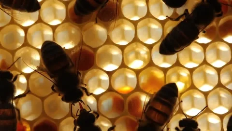Work bees in hive Stock Footage 55161737