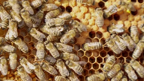 The work of bees inside the hive, the production of honey. Stock Footage 176272472