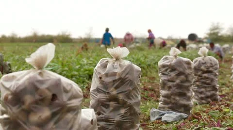 Work On Beet Field Stock-Footage 22278081