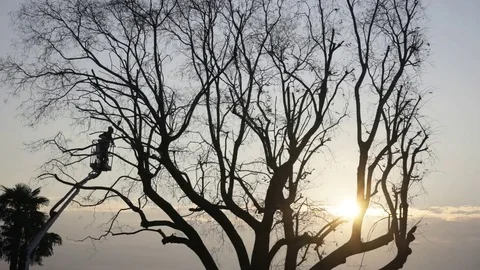 Work on the big tree 스톡 동영상 84862305